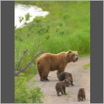 Brown bear with cubs